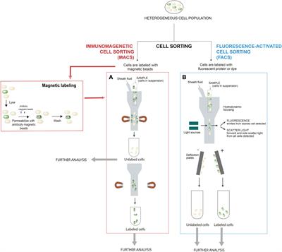 Analysis of Salmonella lineage-specific traits upon cell sorting